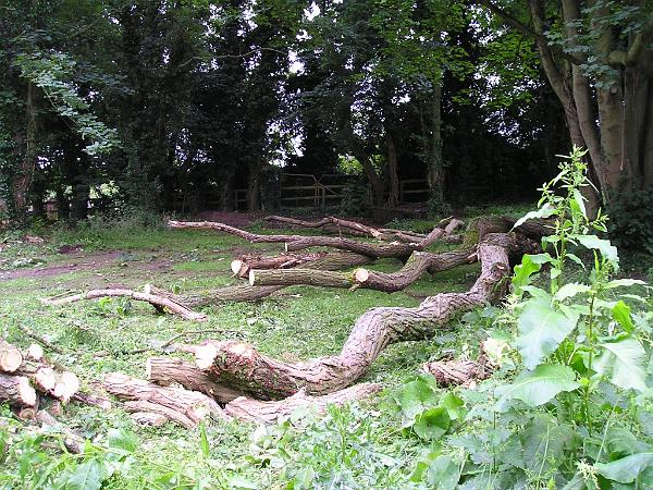 CLEARING A SPACE FOR THE BMX TRACK.JPG - Clearing a space for the BMX track
